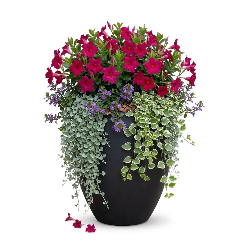 Archpot Chinese Smooth Planter - Quality Home Distribution