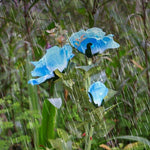 Solar Power Rose Flower Garden Stake Outdoor landscape Lamp Yard LED Light - 362415806287-Quality Home Distribution